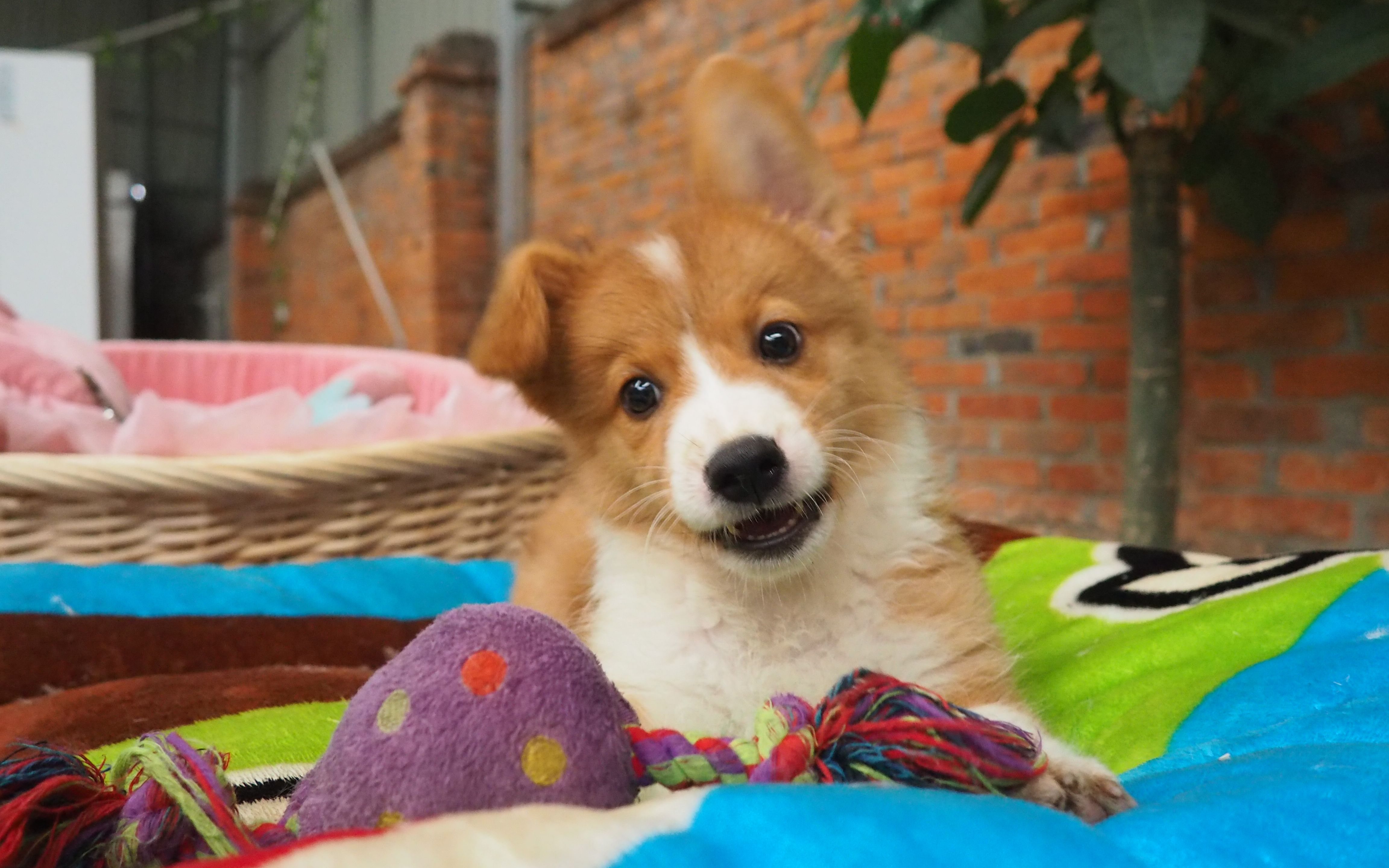 傻屁股小柯基_哔哩哔哩_bilibili