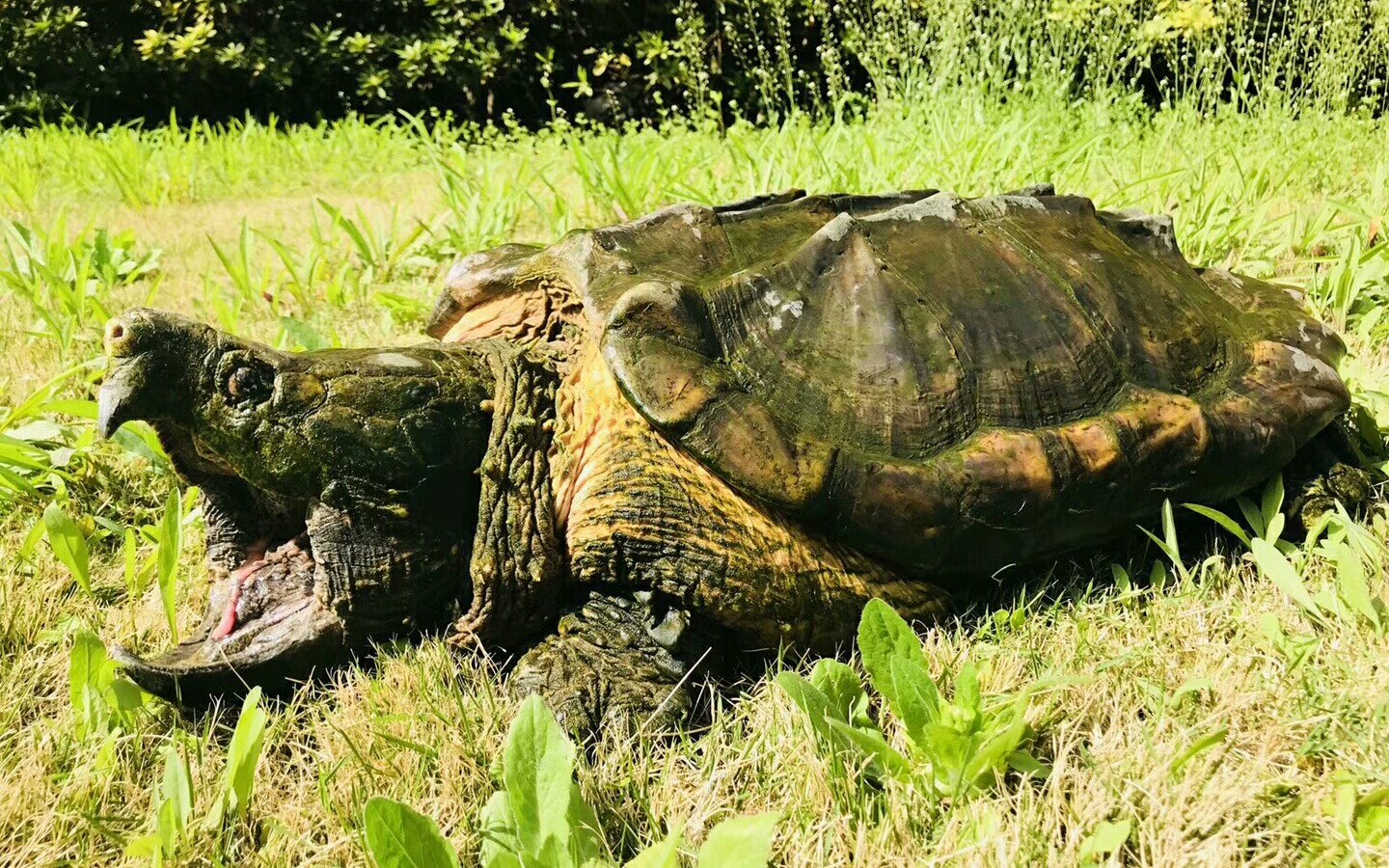 101dd户外拍摄原种大鳄龟