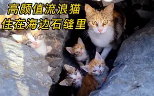 Download Video: 母猫带着小奶猫住在石缝里，长期的流浪生活，让他们害怕人类靠近