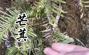 Video herunterladen: 芒萁，农村用来烧柴火的杂草，原来全身是宝，你认识芒萁吗？