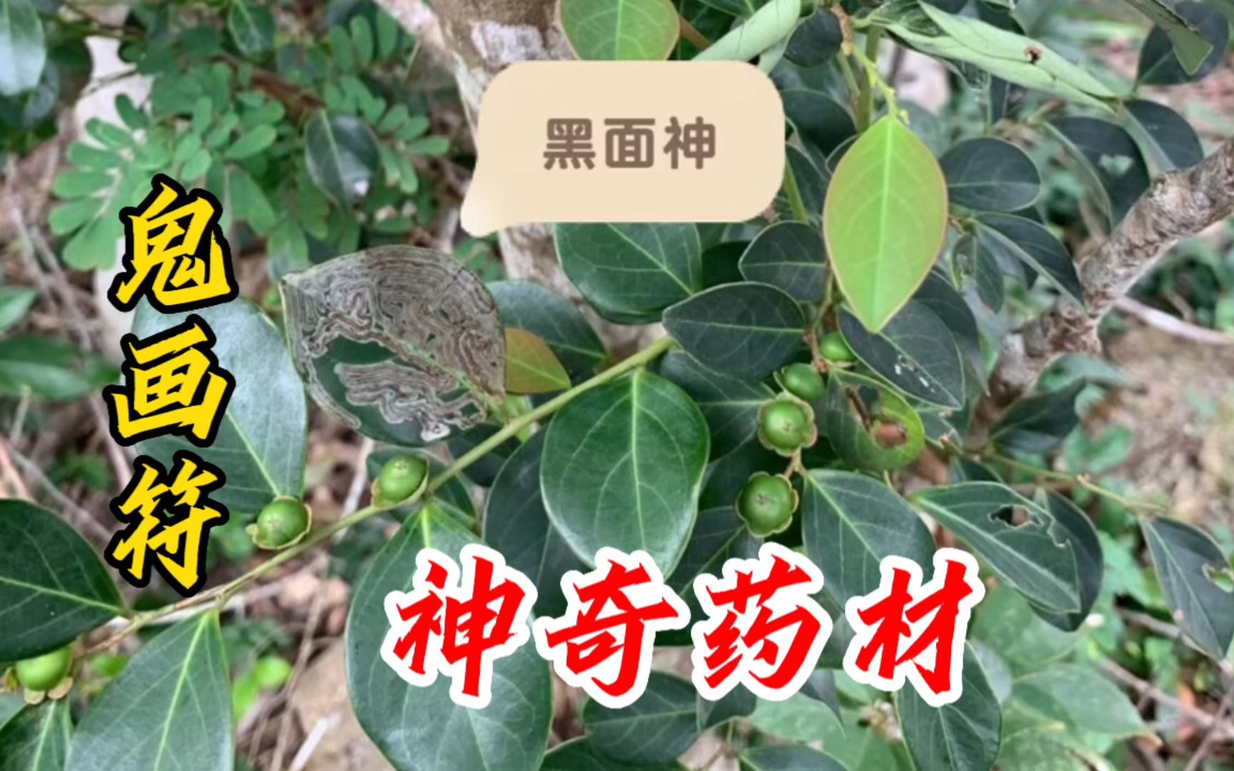 鬼画符植物图片