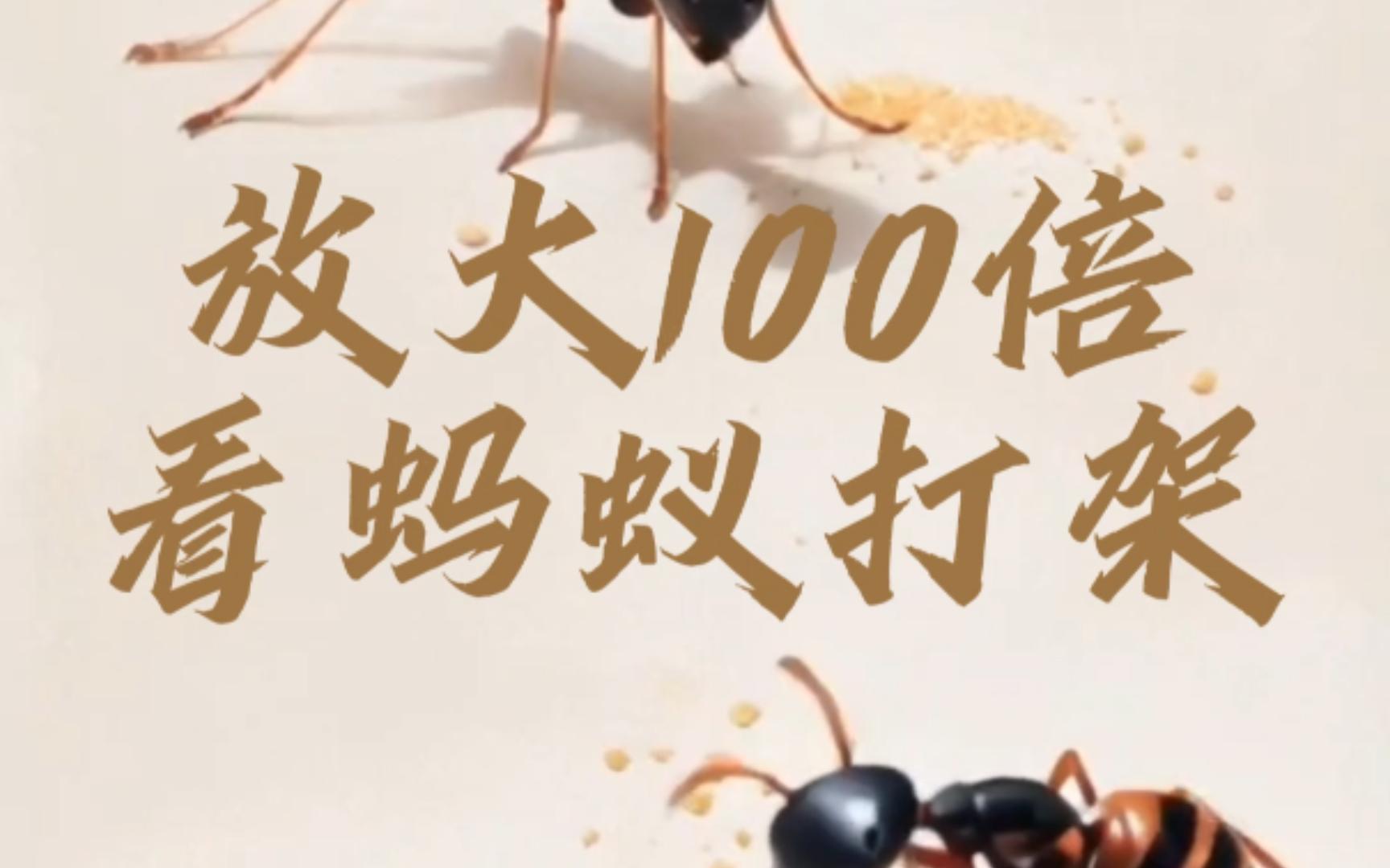 放大100倍看蚂蚁打架