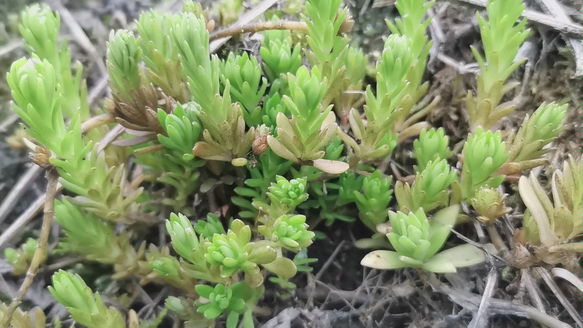 原生景天属多肉