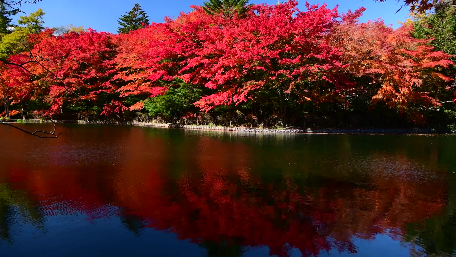 [图]【超清日本】第一视角 秋天的轻井泽-雲場池红叶 2018.11