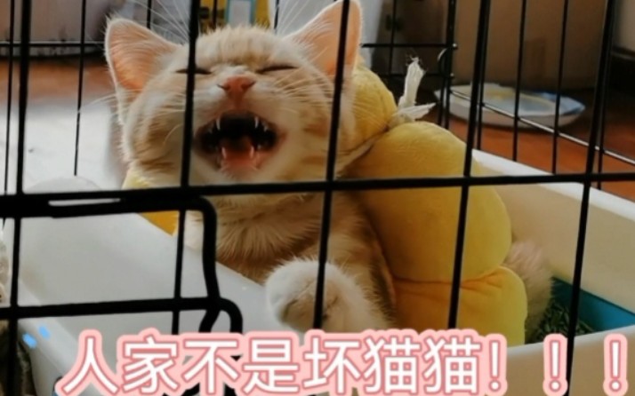 话唠橘猪之日常聊天哔哩哔哩bilibili