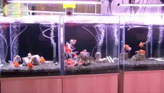 日本水族店日本ada草缸造景30cm小缸观赏鱼小型热带鱼自然水族值得大家学习和收藏第三弹 哔哩哔哩 Bilibili