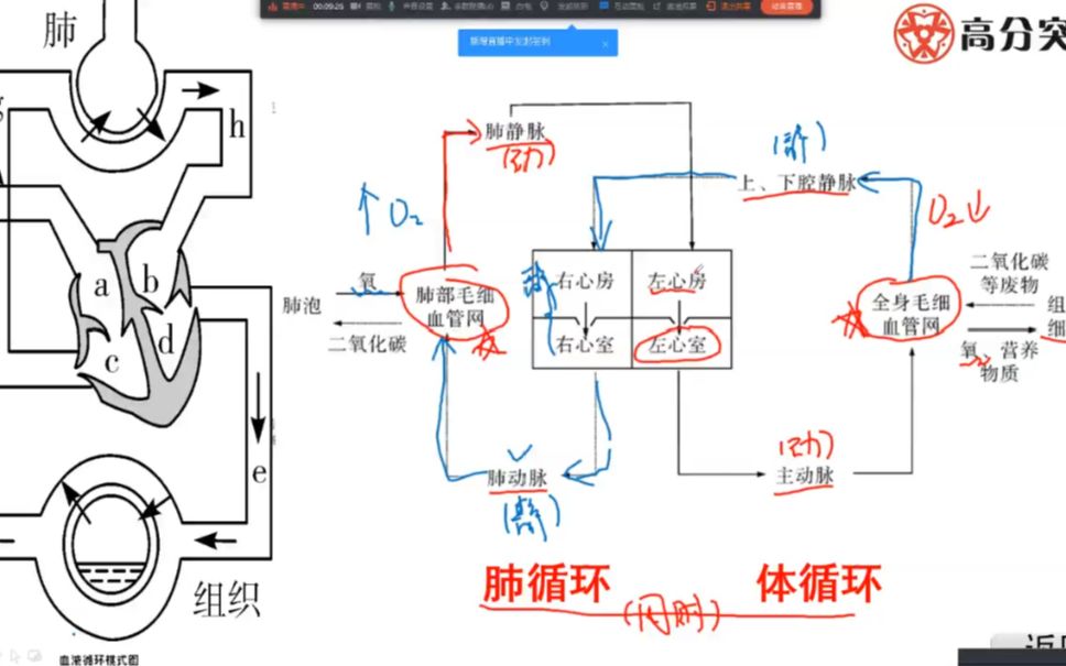 【中考生物】专题:血液循环四大类型题总结1哔哩哔哩bilibili