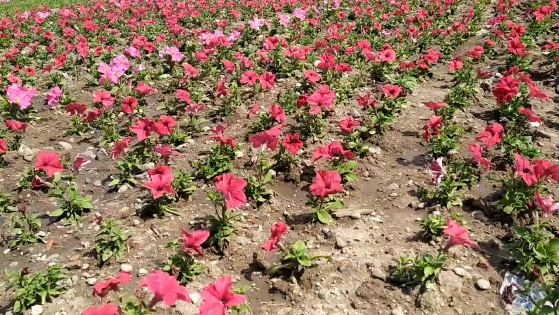 [图]江堤下花芬芳