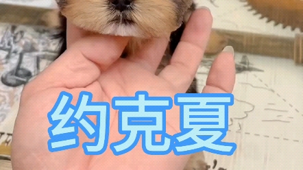 约克夏犬哔哩哔哩bilibili