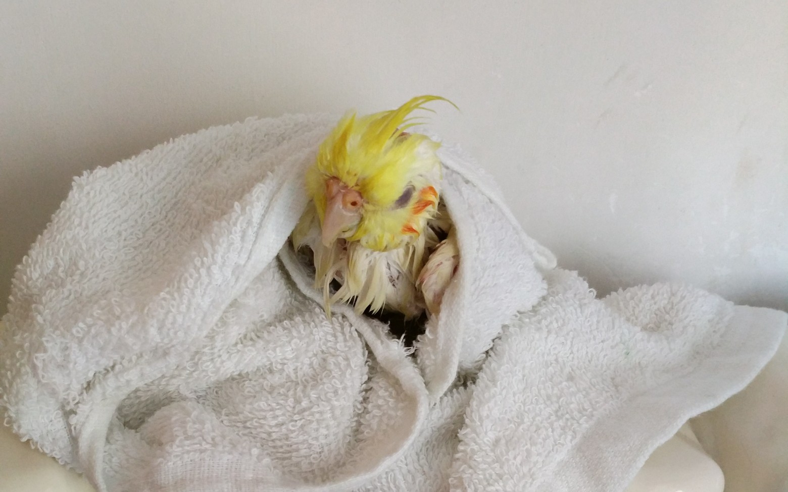 【玄凤鹦鹉】给小白白洗洗澡