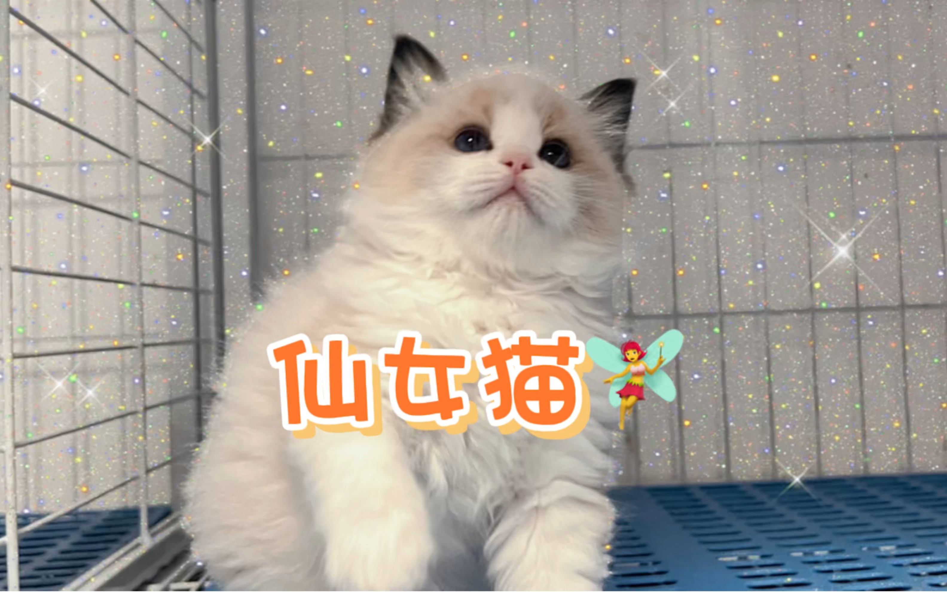 大几千的仙女猫布偶长什么造型?哔哩哔哩bilibili