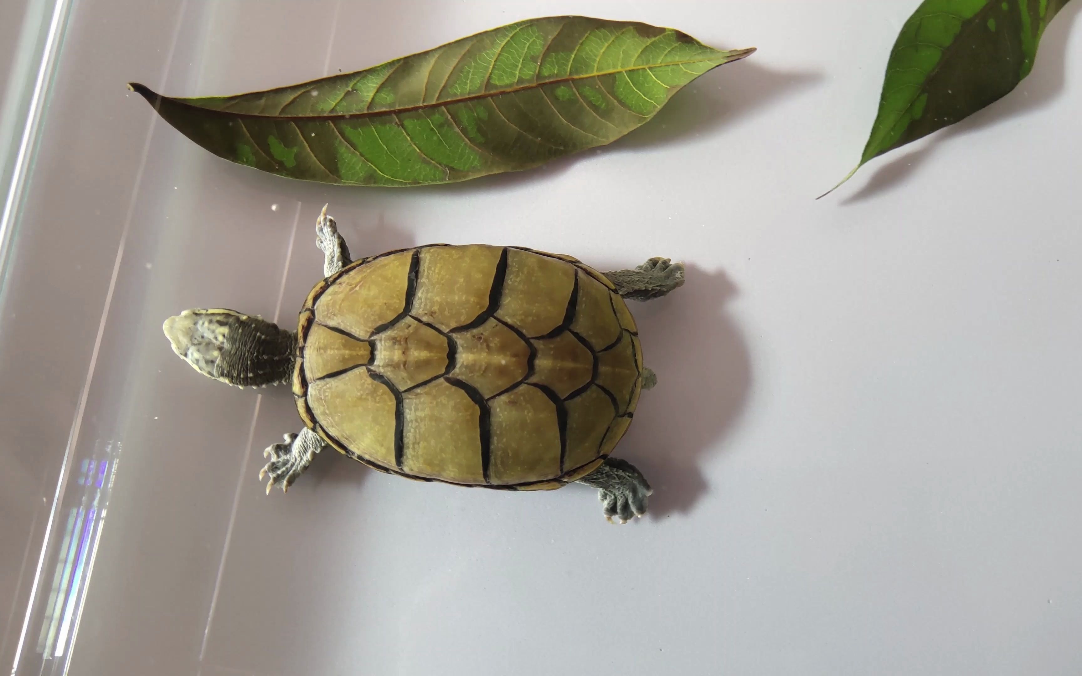 头盔蛋龟头盔其实也是游泳高手