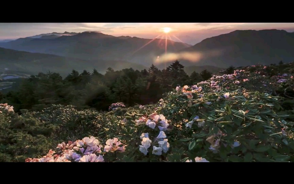 【一月一县市ⷮŠ剑川】视频:徒步老君山,赏杜鹃花海哔哩哔哩bilibili