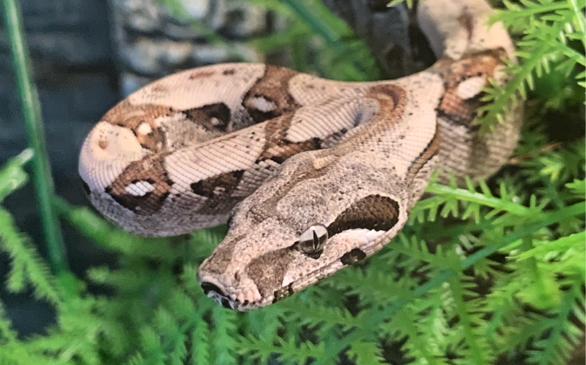 暴躁的玉米蛇与温顺的红尾蚺吃耗子_哔哩哔哩_bilibili