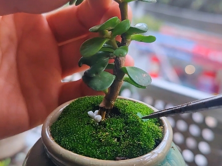 金枝玉叶小盆景