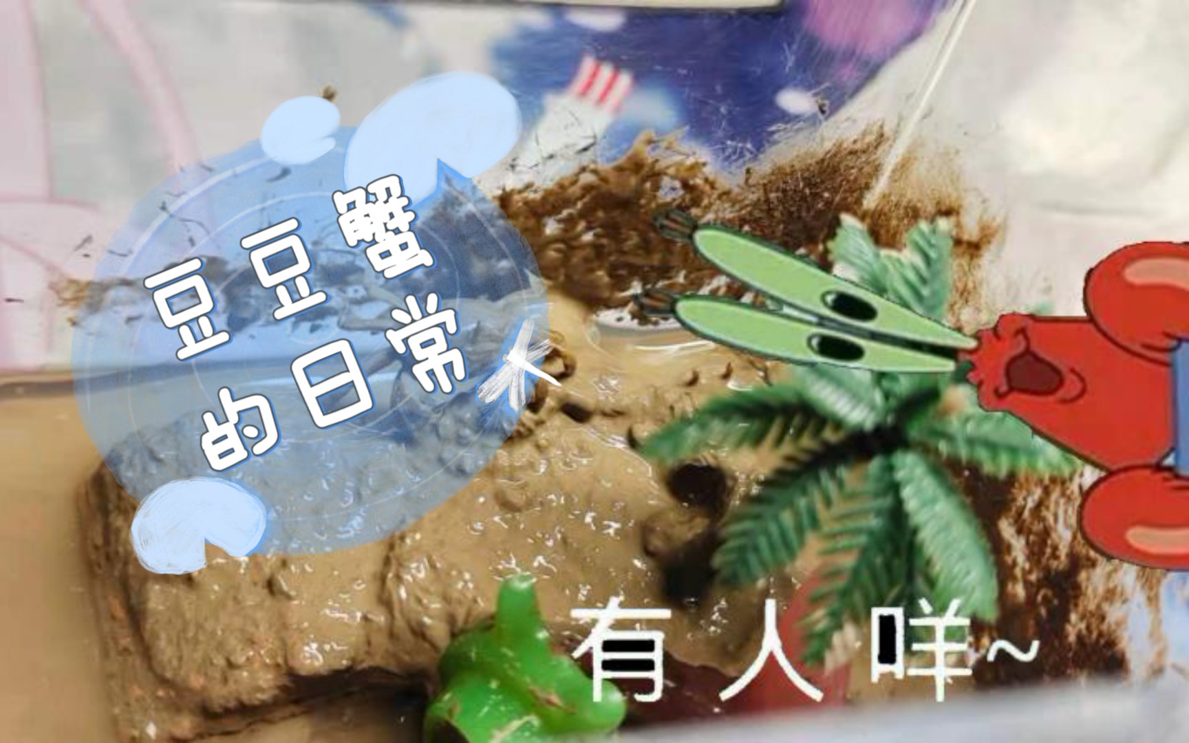 夏日养蟹——豆豆蟹日常哔哩哔哩bilibili