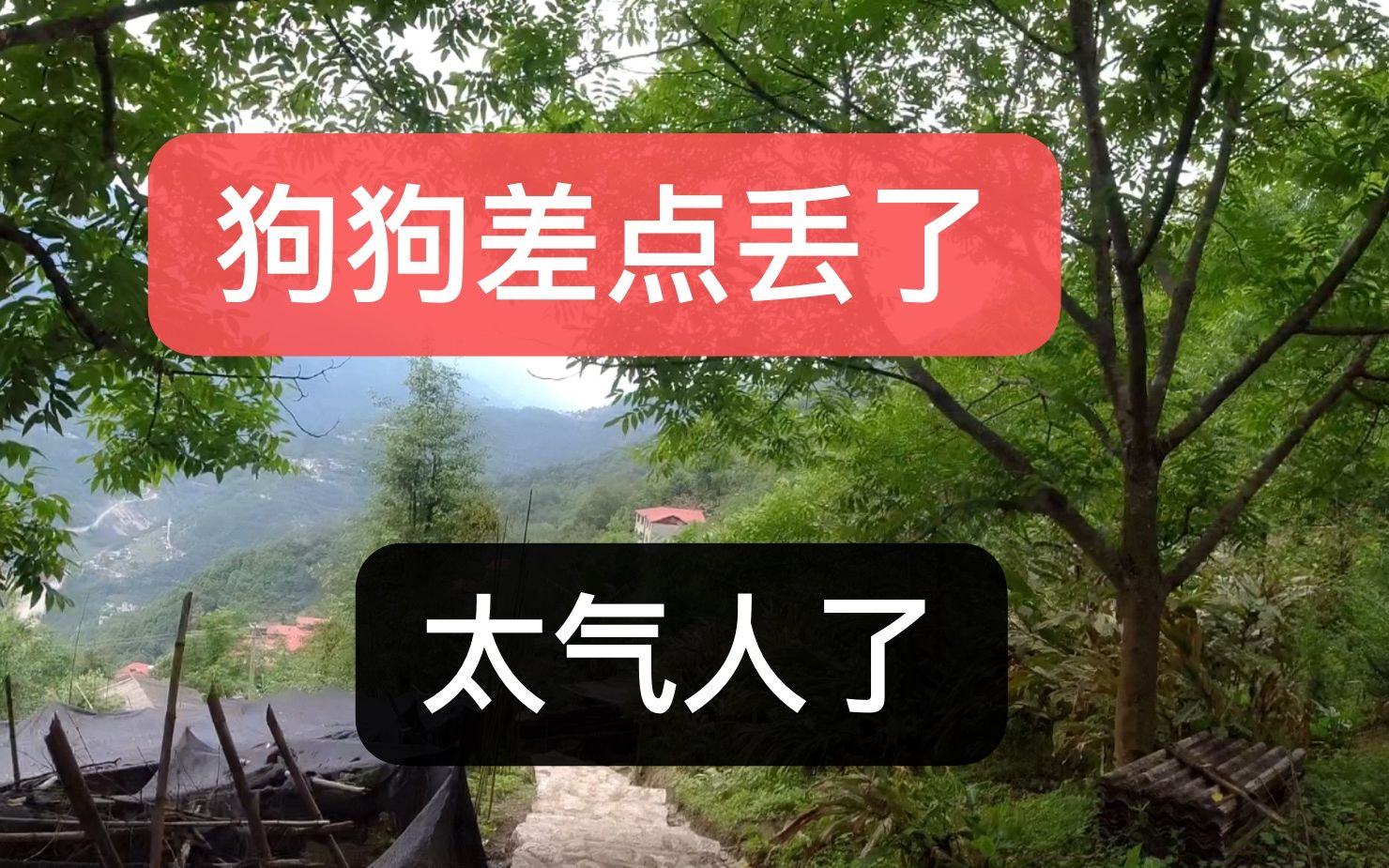 马犬狗狗差点丢失,只因乱吃东西大2下就跑了.太气人了