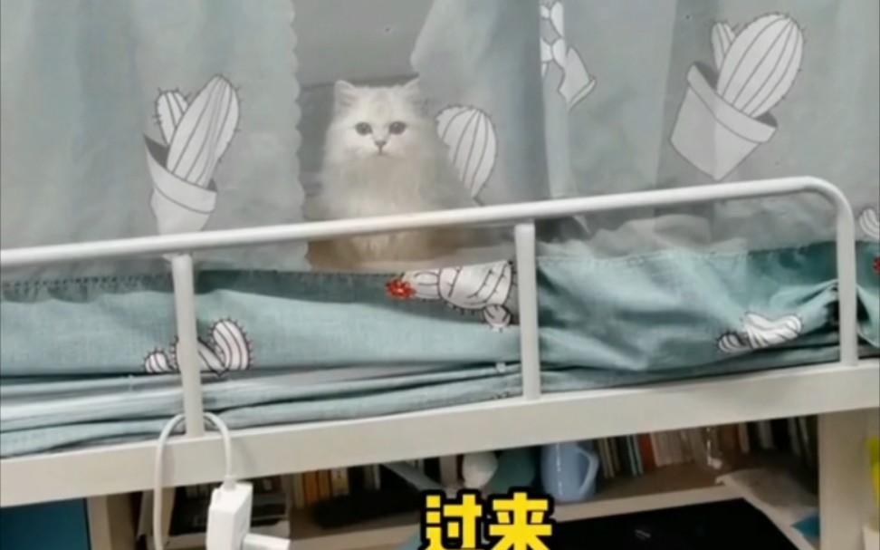 [图]这么可爱的小猫咪，在你床上捣乱不过分吧