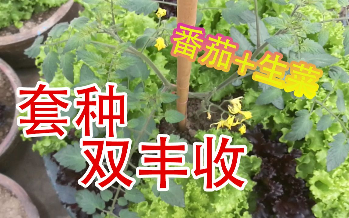 【城市天台种菜记】蔬菜套种有技巧,这样种菜收获多欢乐更多,花盆党还不学起来哔哩哔哩bilibili