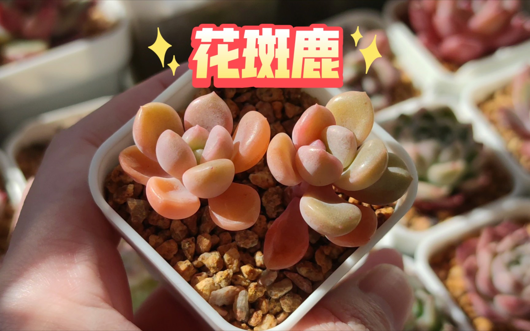 【多肉】花斑鹿——不知道怎么就这颜色了,倒是花斑一直没出现过