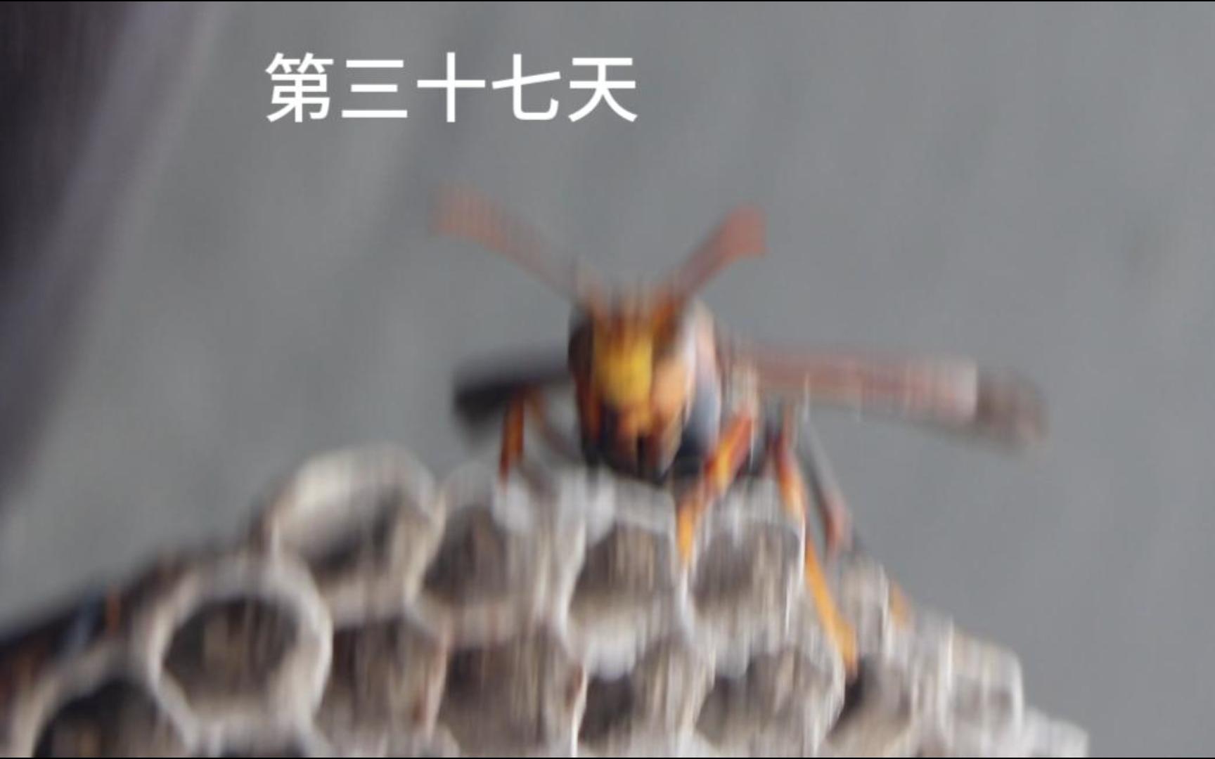 蜂筑巢,第三十七天,全都不干活,就对眼