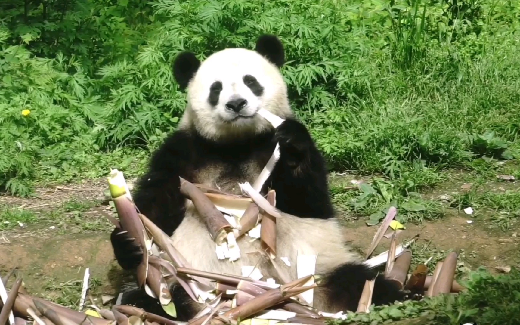 活动作品大熊猫小馨微笑唇的馨姐不张嘴也超甜