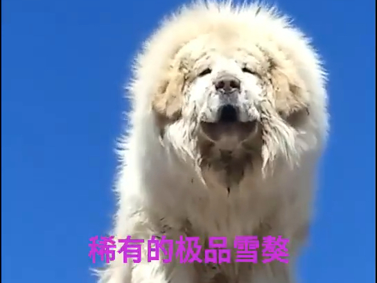 雪獒哔哩哔哩bilibili