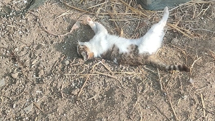 可怜的猫咪被人下药了,发现的时候身体都僵了