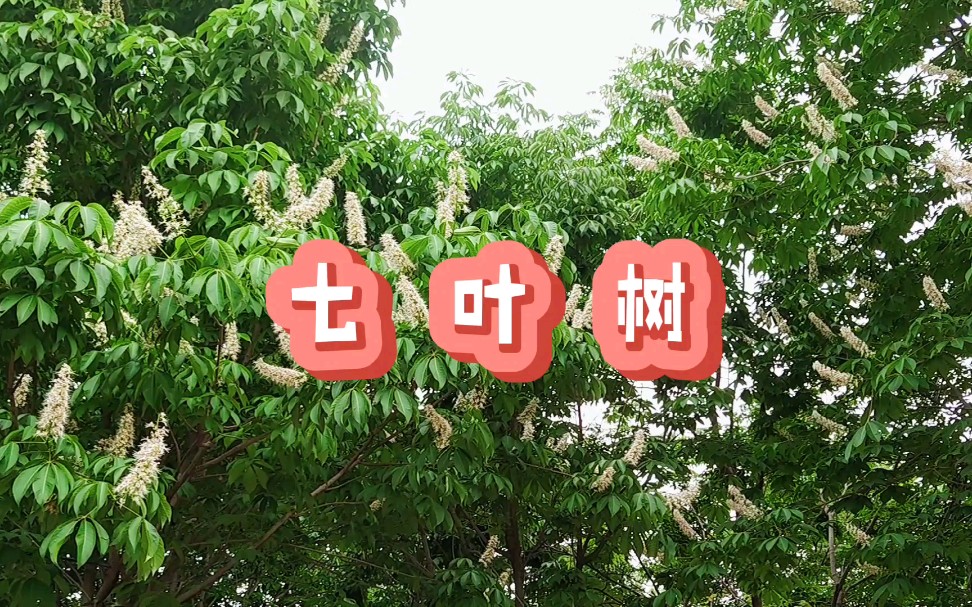 身边的植物之七叶树哔哩哔哩bilibili