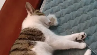 土猫包u0026豆】猫豆豆大写的怂！_哔哩哔哩_bilibili