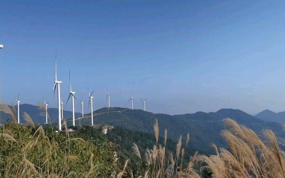 [图]大山之上有蜜蜂