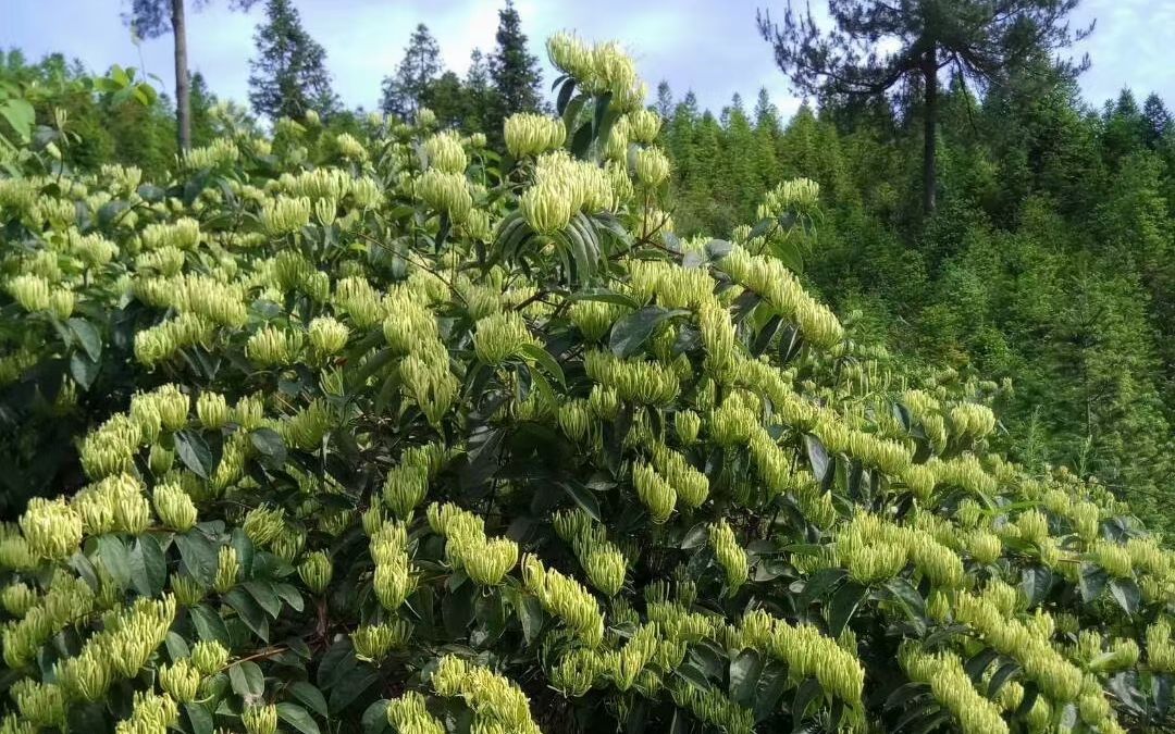 湘蕾金银花营养杯苗基地直供