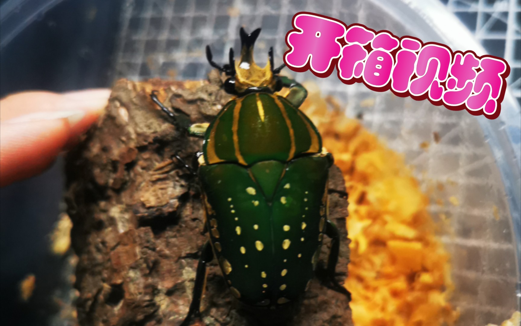 【开箱视频】波丽菲梦斯花金龟(mp花金龟)对虫开箱