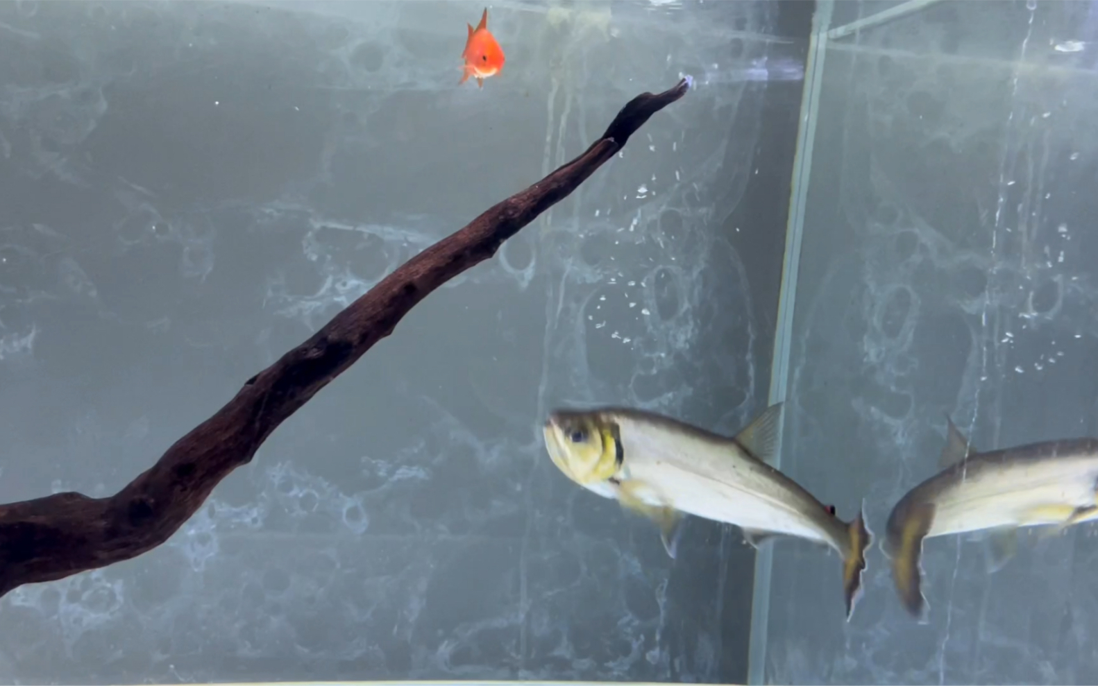 巨水狼脂鲤巨暴