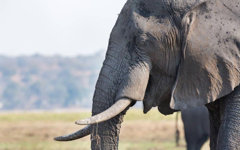 猎杀对决:当一位快乐萌新捡到野生猎象