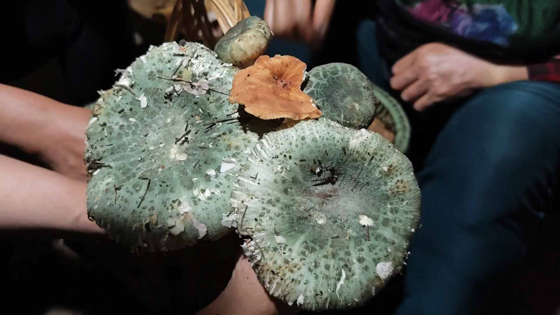 姑妈今天捡的巨无霸青头菌,还有我人生第一次见"一窝羊"这种菌子