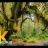 8K热带雨林步道，伴有自然风光-摩西小径和云杉自然小径厅(4K Relaxation)