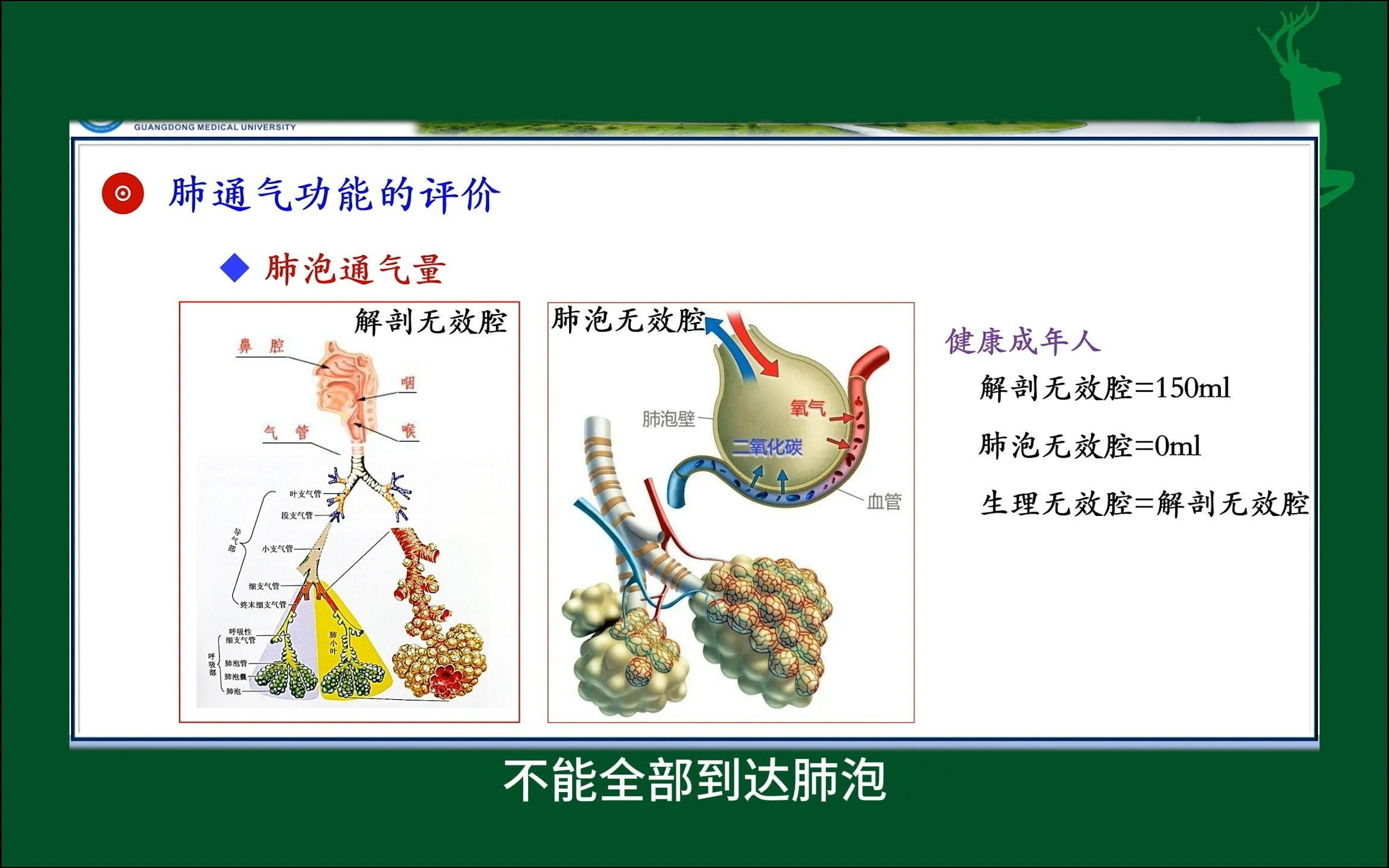 每分通气量和肺泡通气量#肺通气功能的评价#人体生理学#医学知识科照