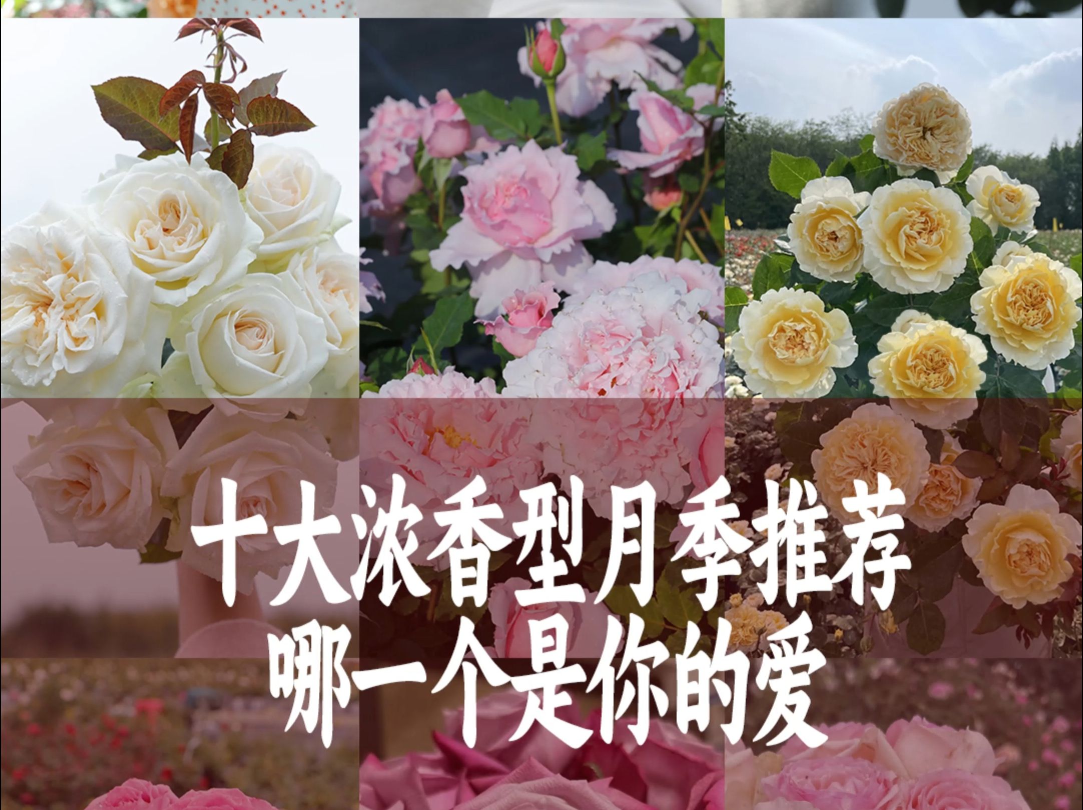 【惠惠的花园】开花堪比香水,一花可香一室 十款浓香型月季品种推荐,看看哪一款的你的爱.还有哪些你觉得香的品种呢?评论区留言吧哔哩哔哩bilibili