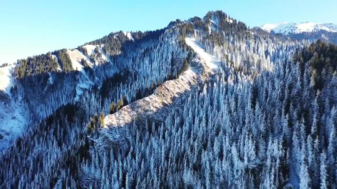 [图]玛纳斯南部山区雪松