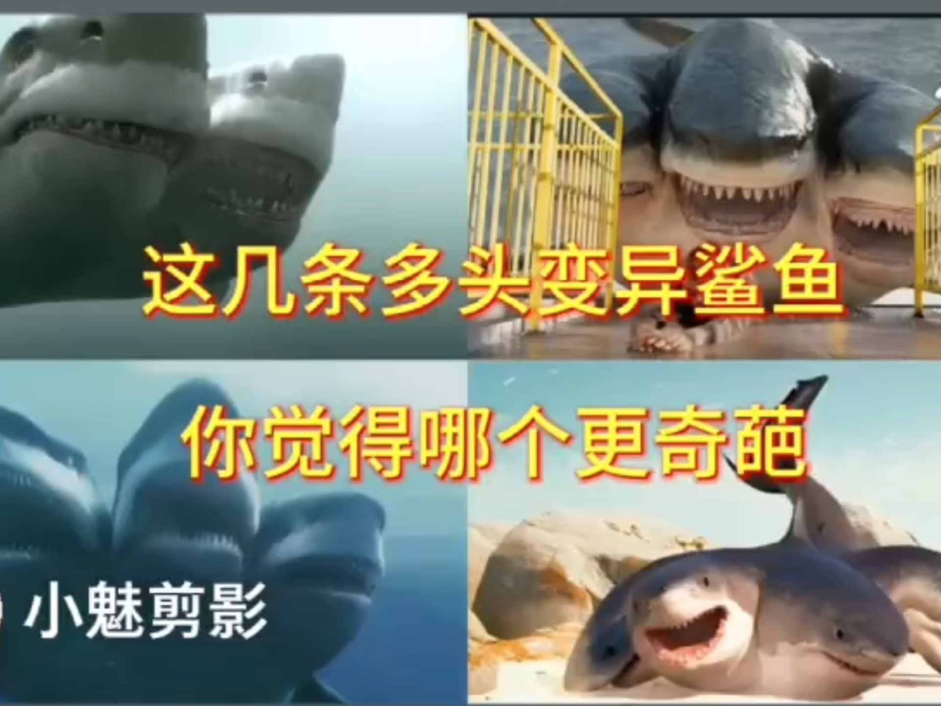 鲨鱼影视磁力搜索失败=鲨鱼磁力搜索v10破解完美版
