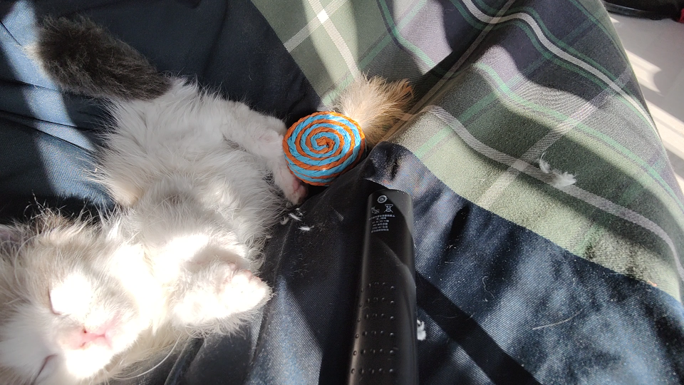 小猫咪剃脚毛很配合,剪指甲就不是很乐意了,等我多看几个教程的