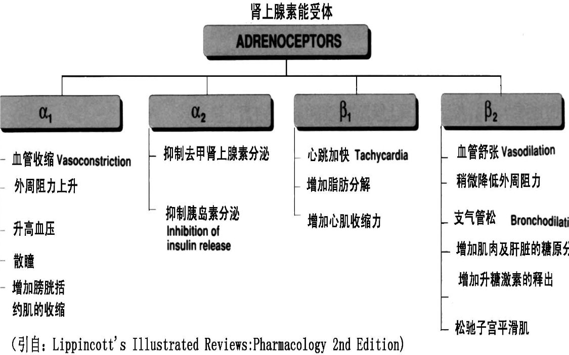 腎上腺素和乙酰膽鹼藥物及其受體