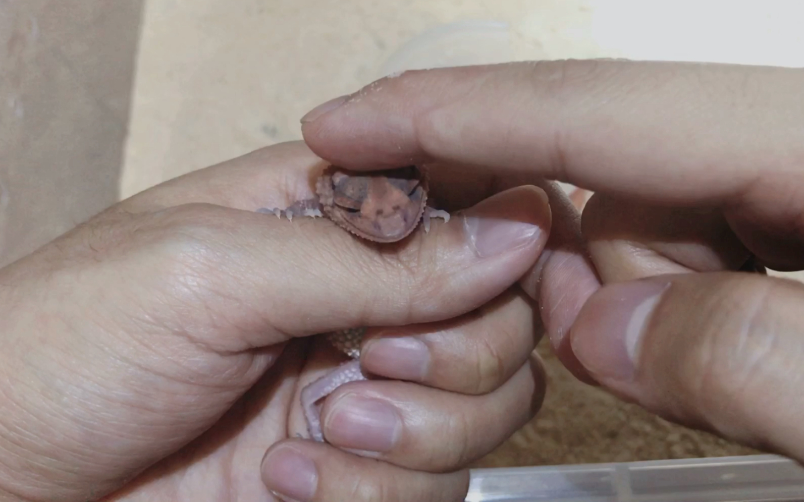 蜕皮后的守宫,摸摸头,是心动的感觉!_哔哩哔哩_bilibili