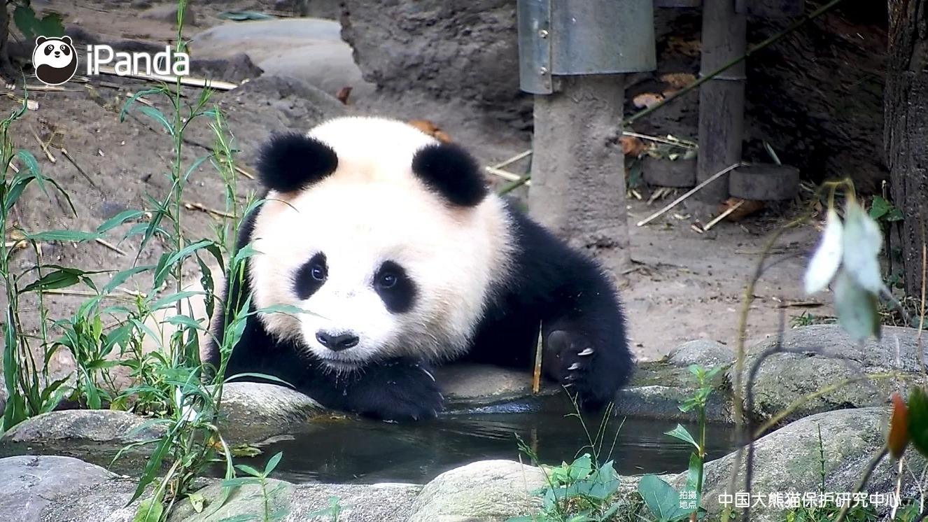 [图]【春雨：天上星星眨啊眨，乔家小妹会说话】乔乔生了4个引种宝宝：2019年生乔森+乔林兄弟；2020年生娥眉；2022年生春雨。他们的野爹都来自卧龙保护区