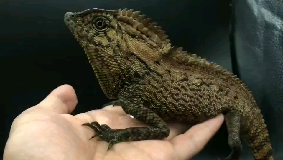 多利亚森林龙 6500元一条 挑选77500元,质量非常好国内独家货源