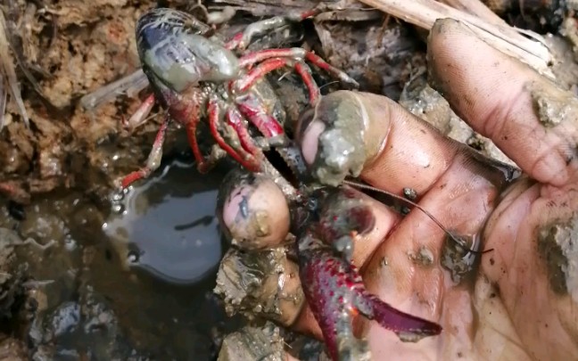 野外掏小龙虾