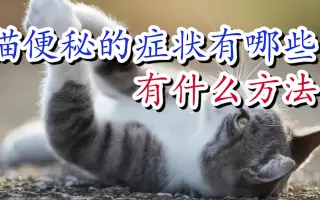 猫便秘_ 搜索结果_哔哩哔哩_Bilibili