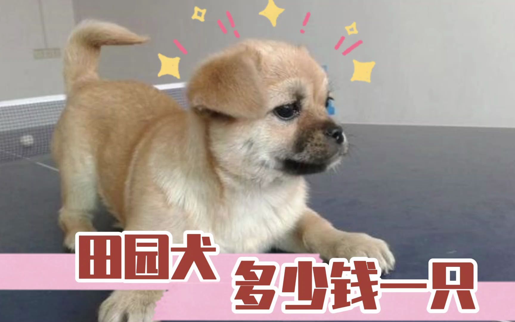 中华田园犬多少钱一只?哔哩哔哩bilibili