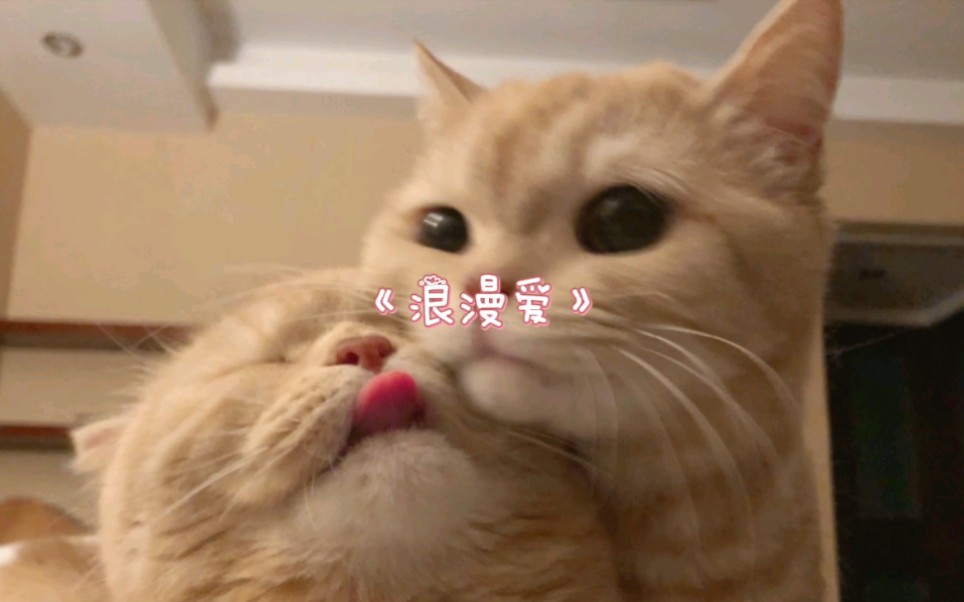 【佑灰】【浪漫爱】猫猫蹭毛的时候最可爱!哔哩哔哩bilibili